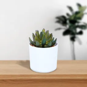 Mini Artificial Plant/Flower in Fiber Pot/Planter